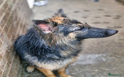 German Shepherd dogs for sale: Dolly - Image 4