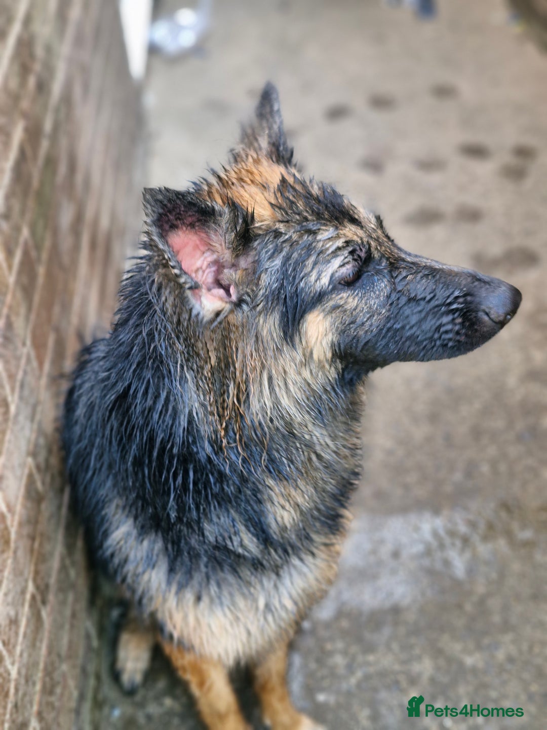 German Shepherd dogs for sale: Dolly - Image 4