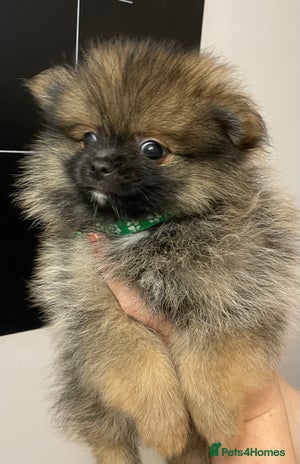 Pomeranian dogs Pomeranian puppies - Advert 1