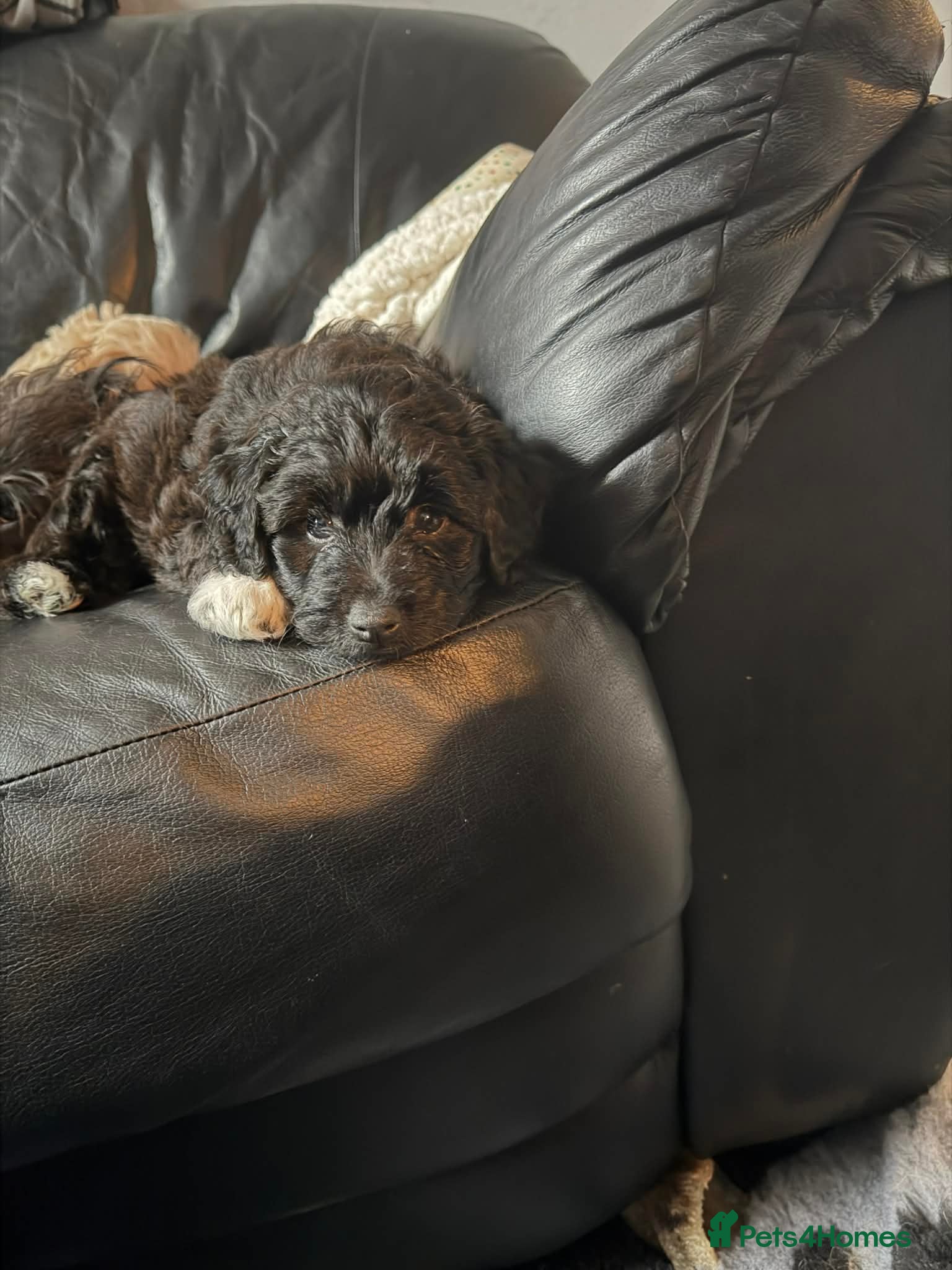 Mixed Breed dogs Jackapooshon’s for sale  - Advert 11