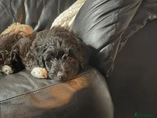 Mixed Breed dogs Jackapooshon’s for sale - Advert 11