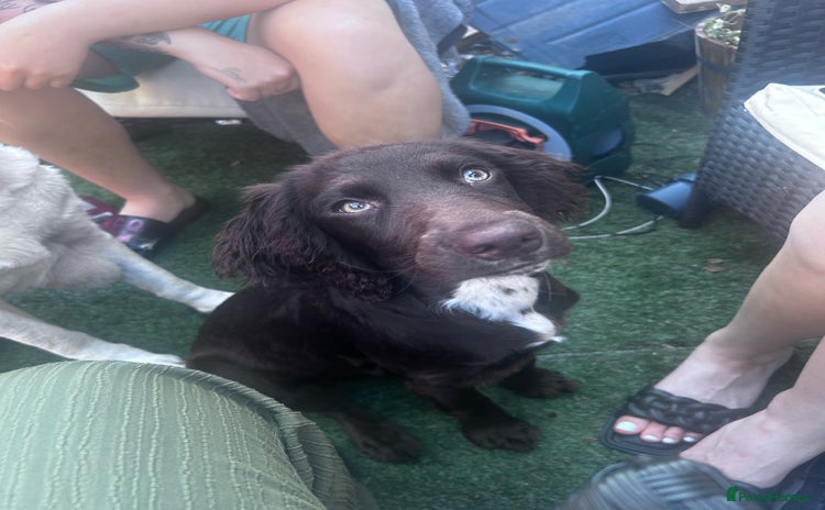 English Springer Spaniel dogs - Advert 1