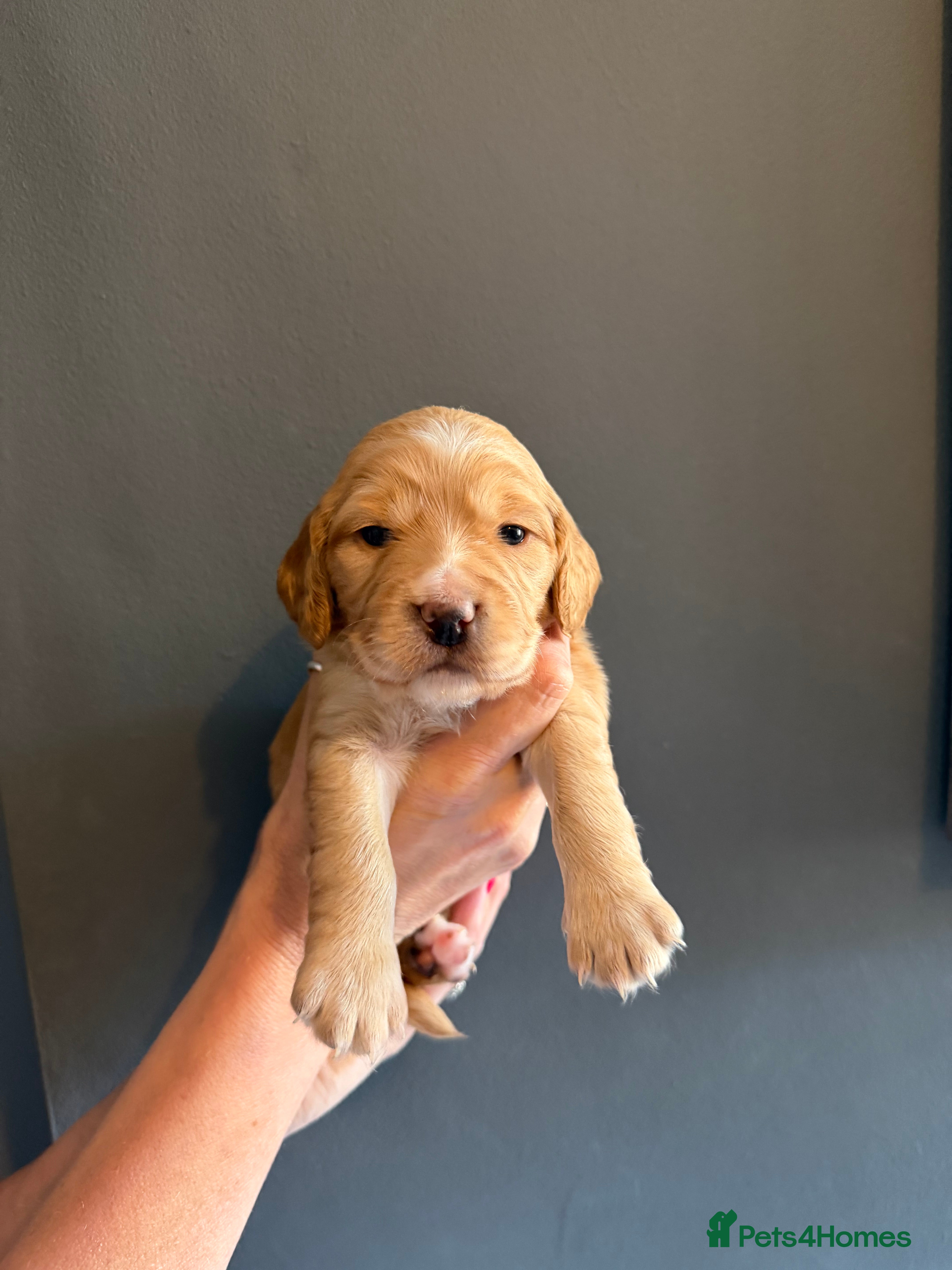 Cocker Spaniel dogs 🐶Cocker Spanisls🐶 - Advert 2