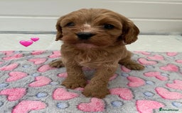 Cavapoo dogs for sale: 🩷⭐️ F1 Cavapoo’s ⭐️💙 - Image 6
