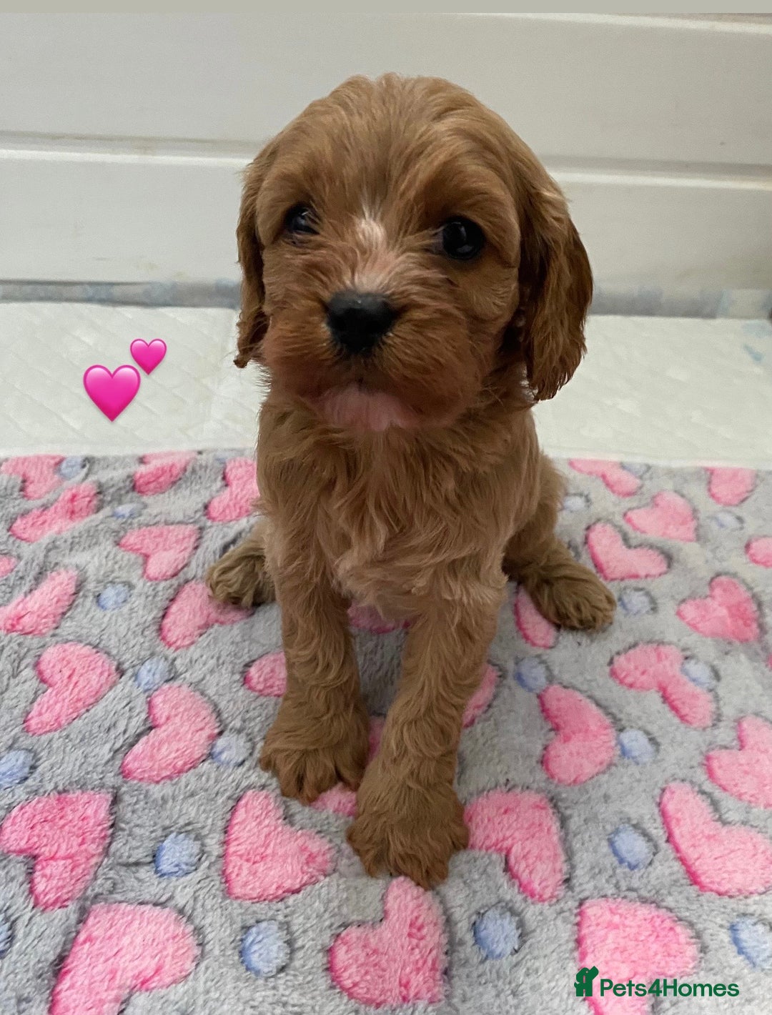 Cavapoo dogs for sale: 🩷⭐️ F1 Cavapoo’s ⭐️💙 - Image 6