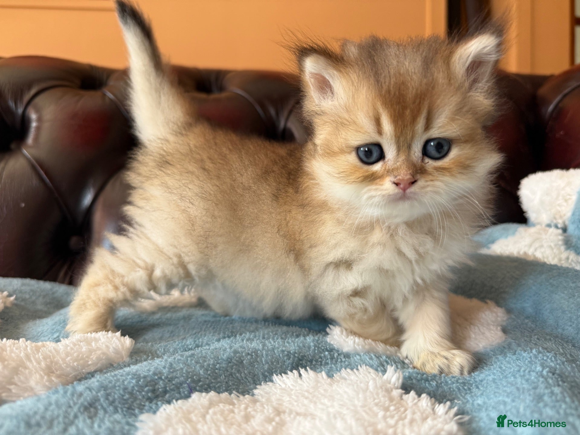 British Shorthair cats Lovely golden BSH & BLH kittens - Advert 2
