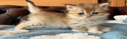 British Shorthair cats for sale: Lovely golden BSH & BLH kittens - Advert 2