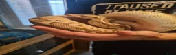 Mixed Breed reptiles for sale: Ball pythons boas and corns for sale  in Malvern - Advert 15