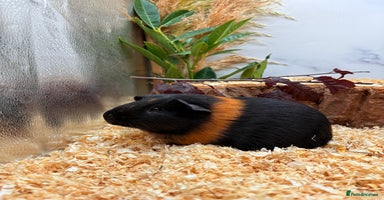Guinea Pig rodents - Advert 11