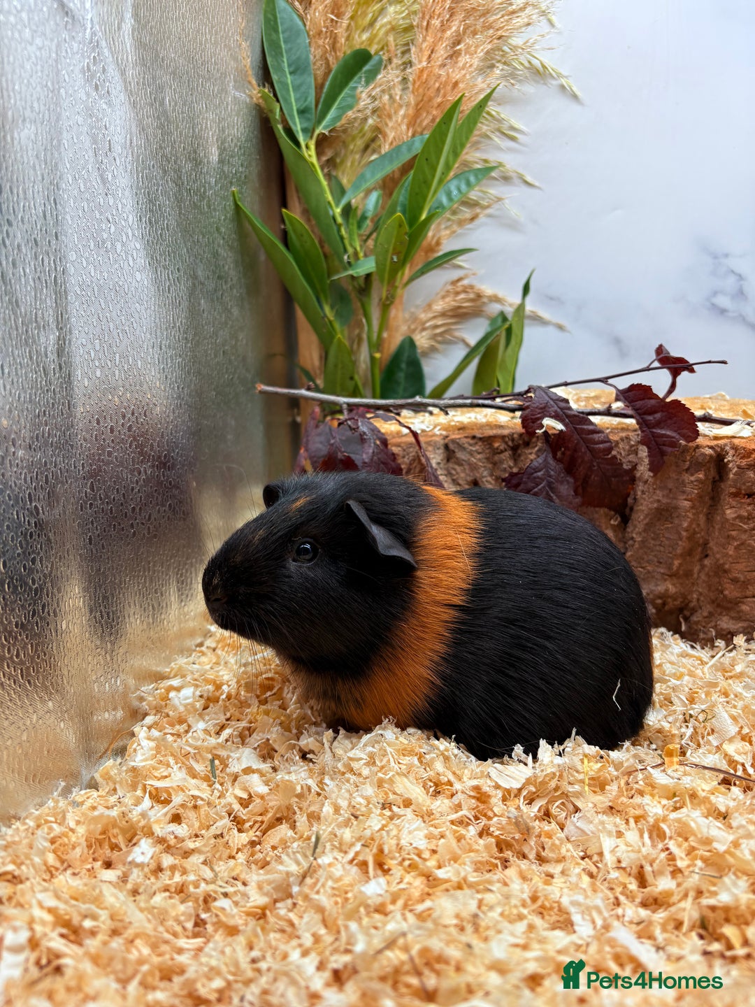 Guinea Pig rodents for sale: 🏡🐹 Multiple Baby Female Guinea Pigs 🐹🏡 - Image 3