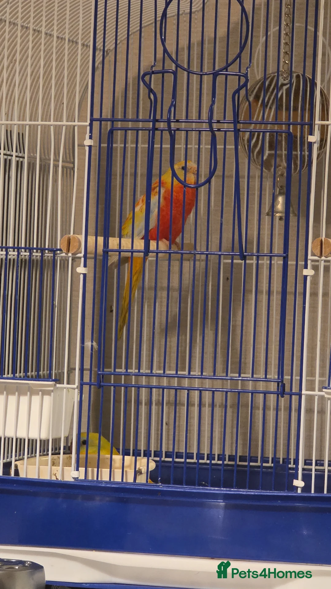 Parakeets birds for sale: Turks  in Chelmsford - Advert 5