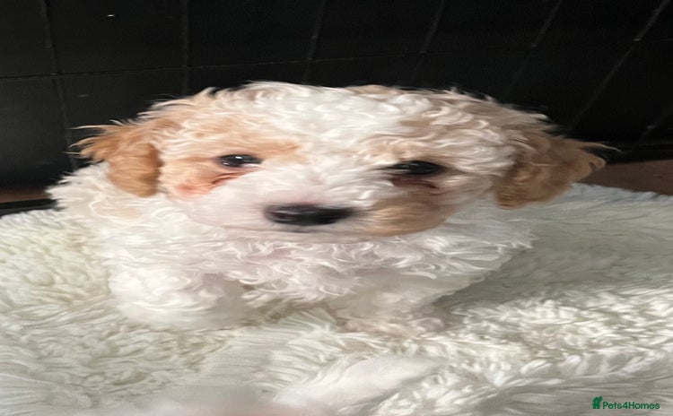 Maltipoo dogs - Advert 1