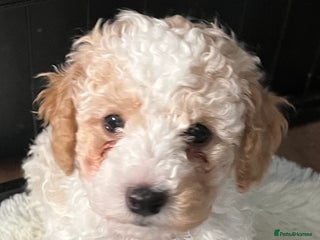 Maltipoo dogs - Advert 2