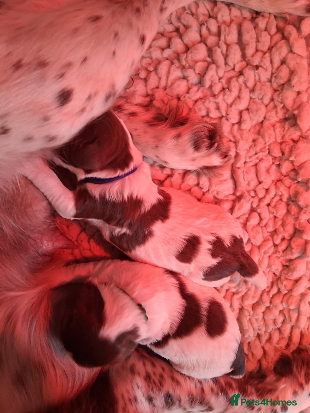 English Springer Spaniel dogs for sale: KC reg, Working Springer spaniel puppies - Image 1