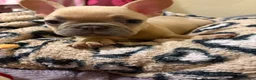 French Bulldog dogs for sale: Male French bulldog  - Advert 7