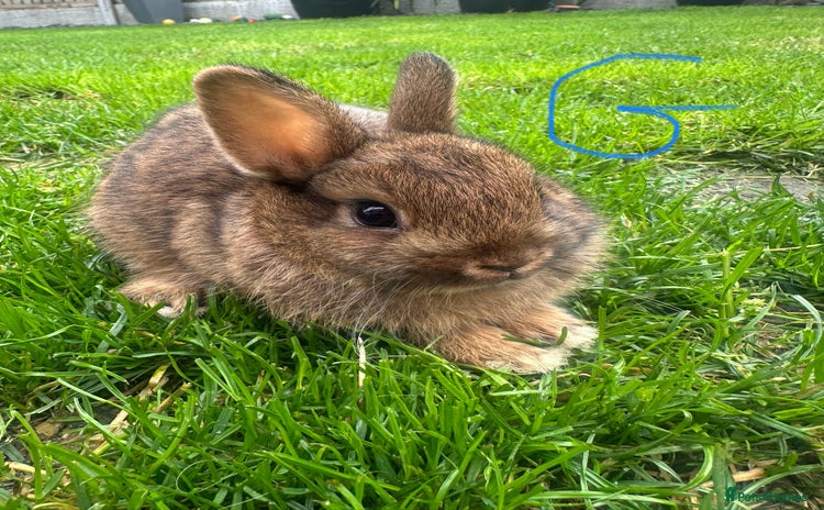 Netherland Dwarf rabbits - Advert 3