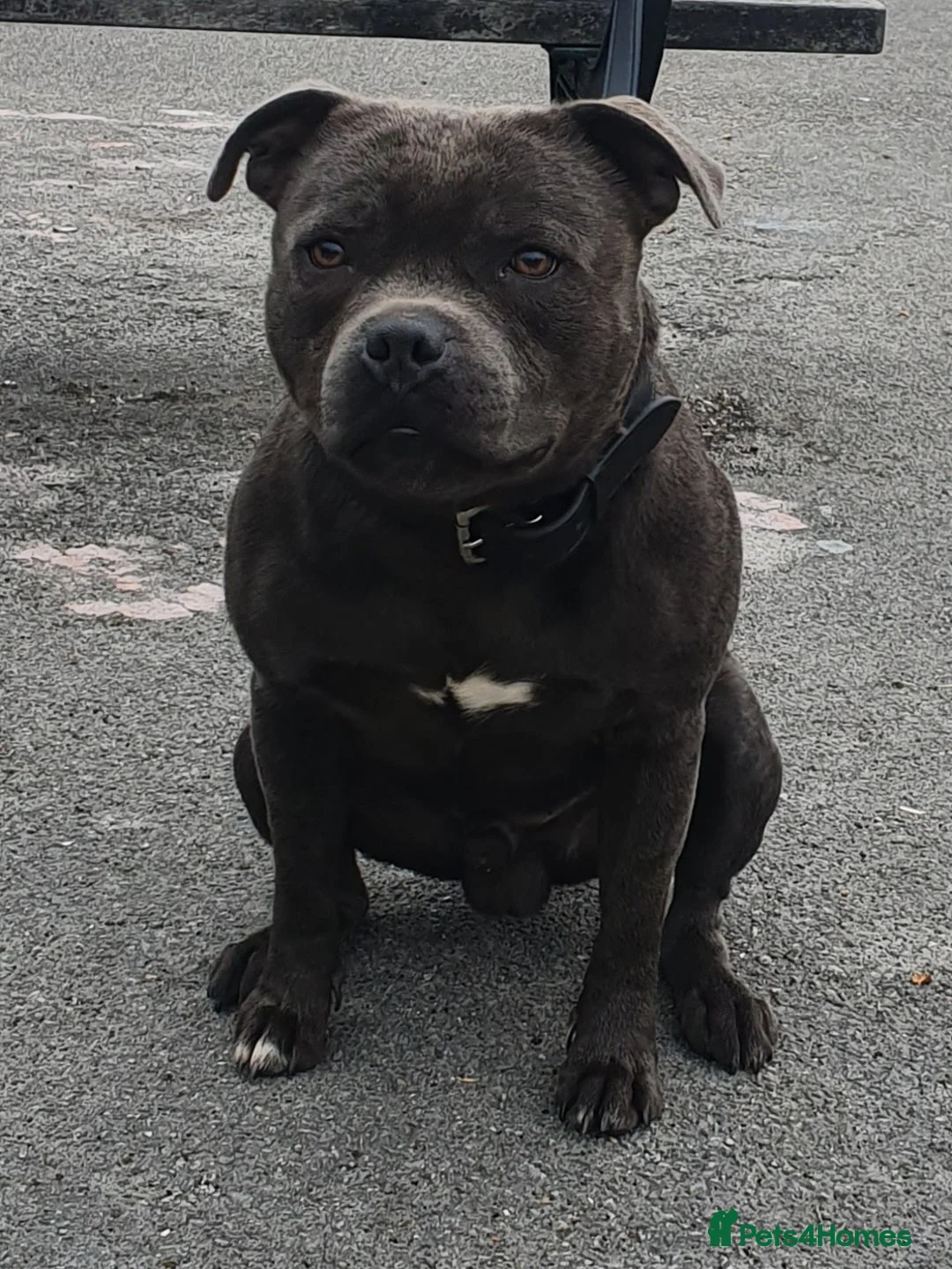 Staffordshire Bull Terrier dogs for stud: **ROSCO**OUTSTANDING BLUE STUD! in Birmingham - Advert 9