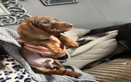 Miniature Dachshund dogs for sale: Stunning minature dachshund puppies - Image 25