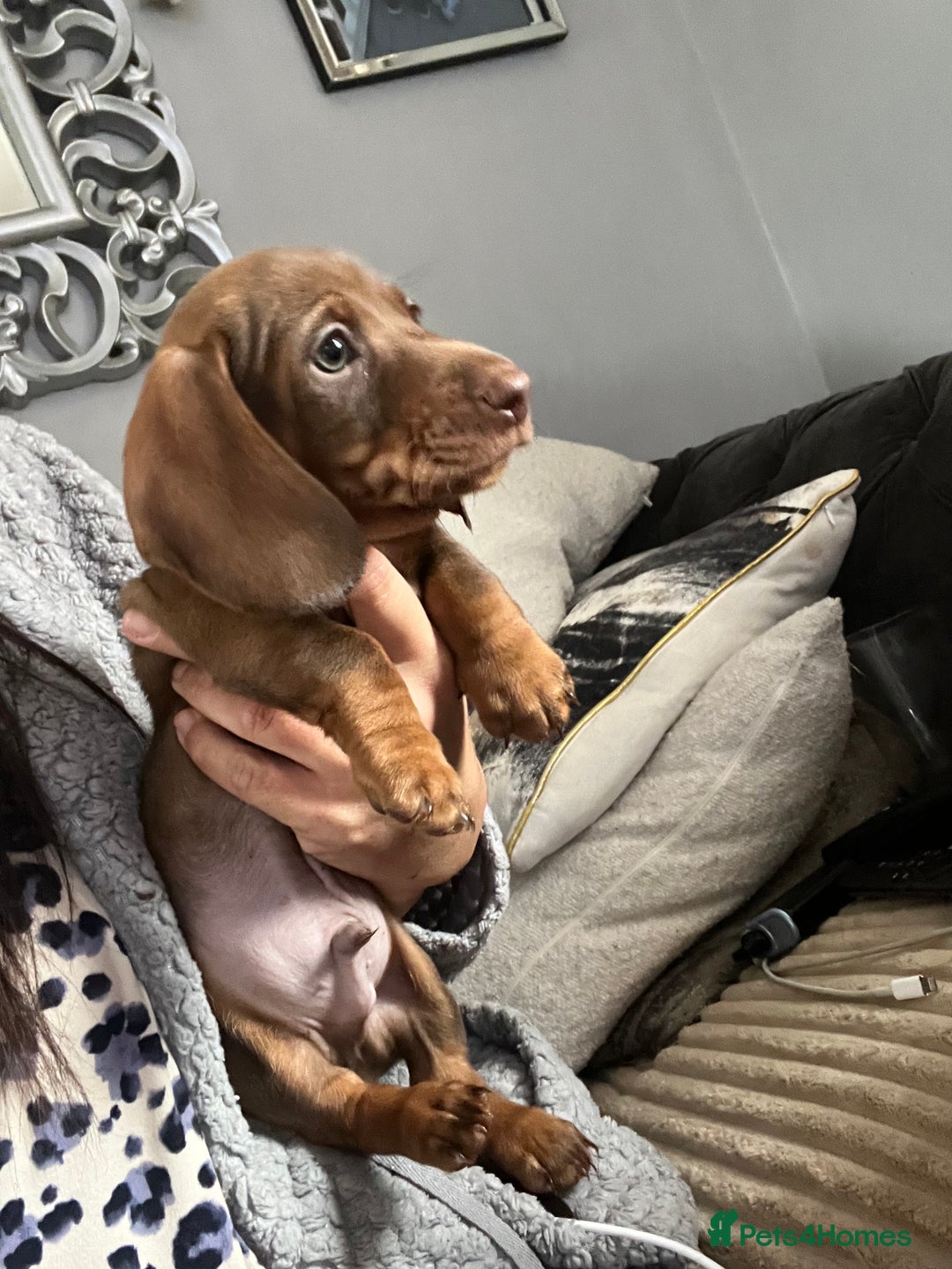 Miniature Dachshund dogs for sale: Stunning minature dachshund puppies - Image 25