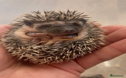 Pygmy Hedgehog rodents for sale: African Pygmy Hedgehog Babies Ready 2 Reserve   - Advert 2