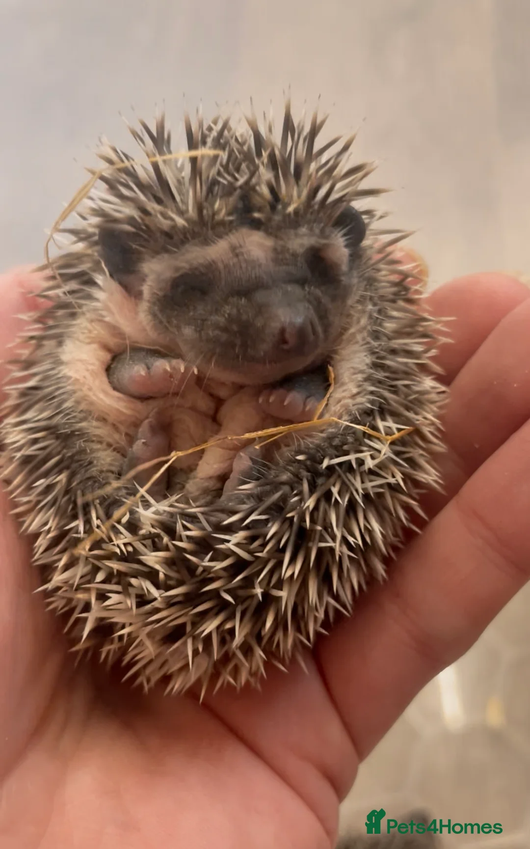 Pygmy Hedgehog rodents for sale: African Pygmy Hedgehog Babies Ready 2 Reserve   - Advert 2