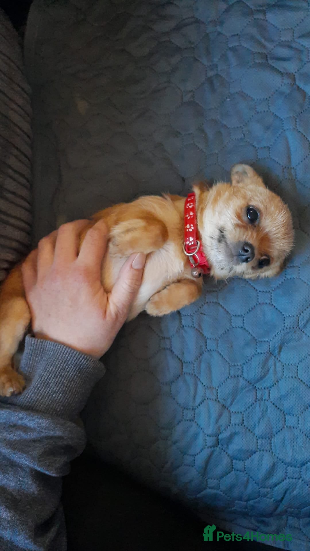 Mixed Breed dogs OTO. Mini chihuahua x Jack russle - Advert 18