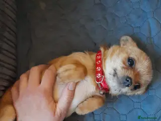 Mixed Breed dogs OTO. Mini chihuahua x Jack russle - Advert 18