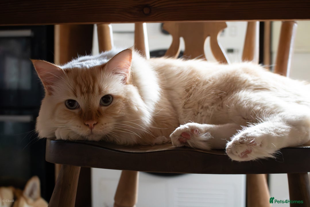 Ragdoll cats for sale: Beautiful ⅞ ragdoll kitten DNA tested clean - Image 14
