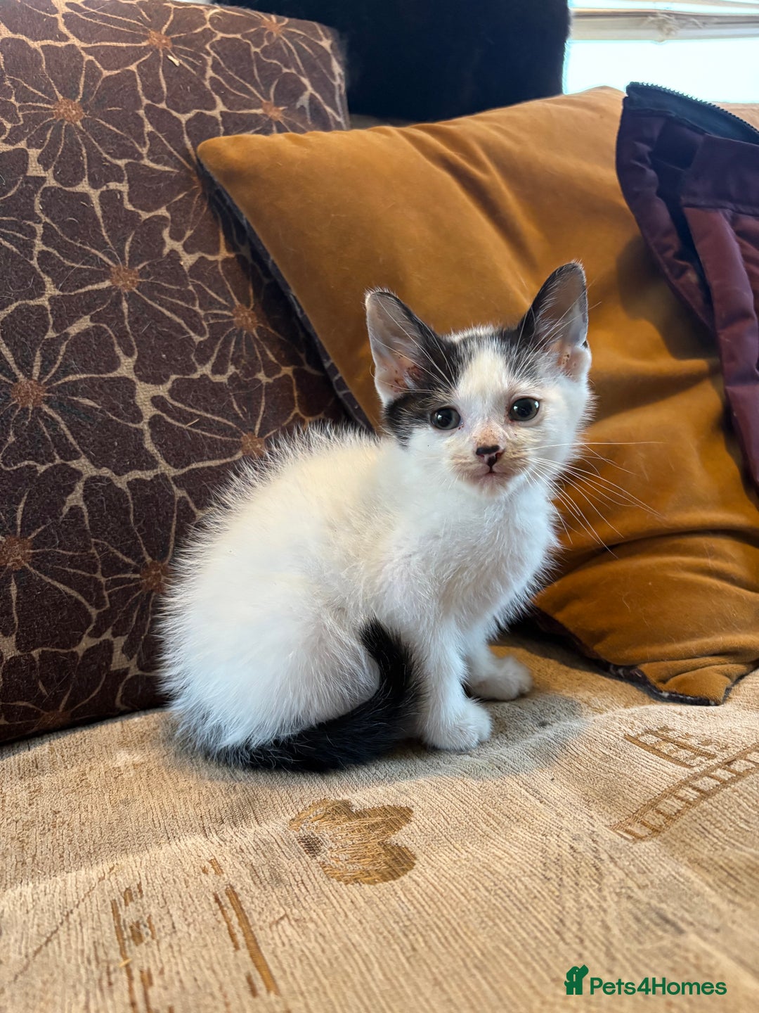 Mixed Breed cats for sale: Beautiful kittens ready for new home - Advert 5