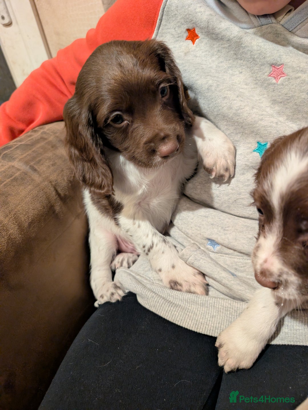 English Springer Spaniel dogs for sale: Beautiful boys available  - Advert 3