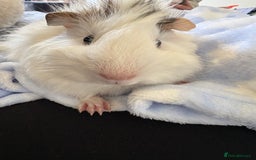 Guinea Pig rodents for sale: 2 male guinea pigs for sale  - Image 2