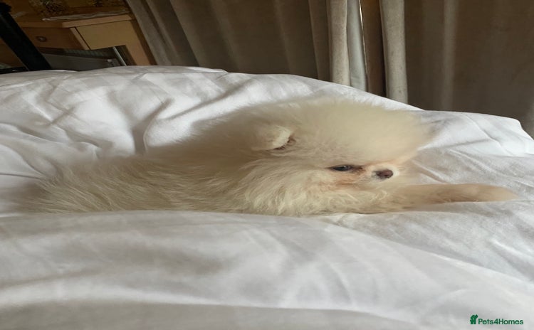 Pomeranian dogs - Advert 1