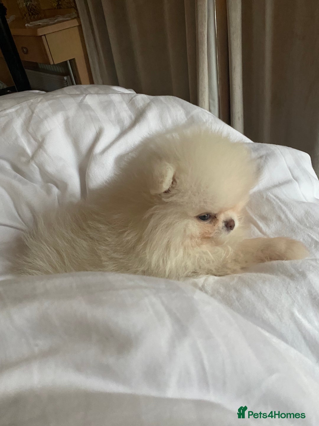 Pomeranian dogs for sale: Beautiful girl Pomeranian puppy for sale  - Image 1