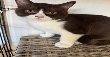 British Shorthair cats - Advert 6