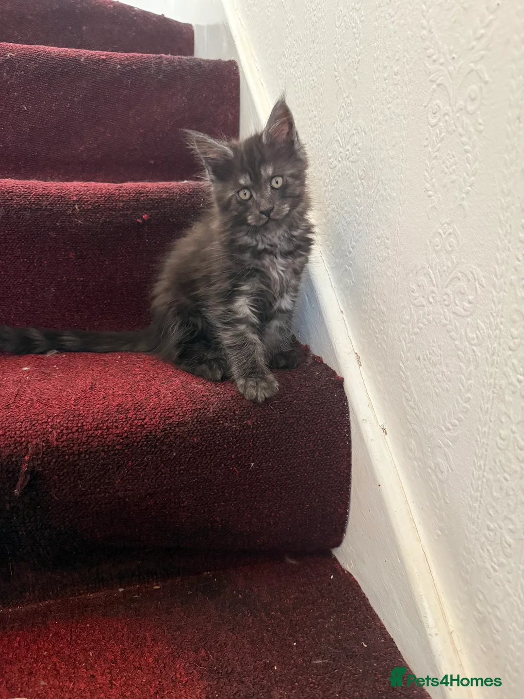 Maine Coon cats for sale: last girl and boy available - Advert 14