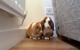 Mini Lop rabbits for sale: Mini lop bunnies  - Image 1
