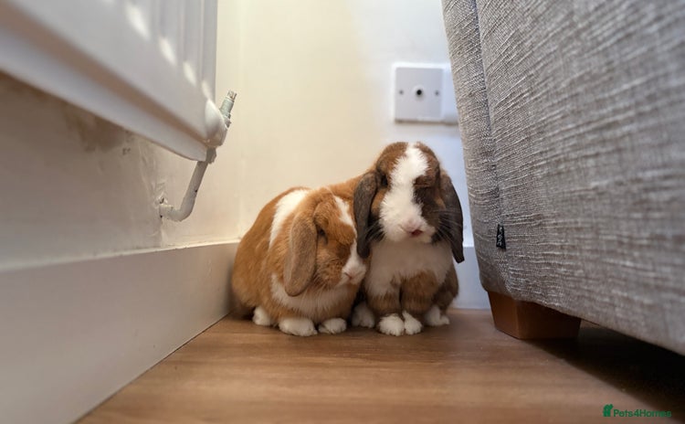 Mini Lop rabbits - Advert 16