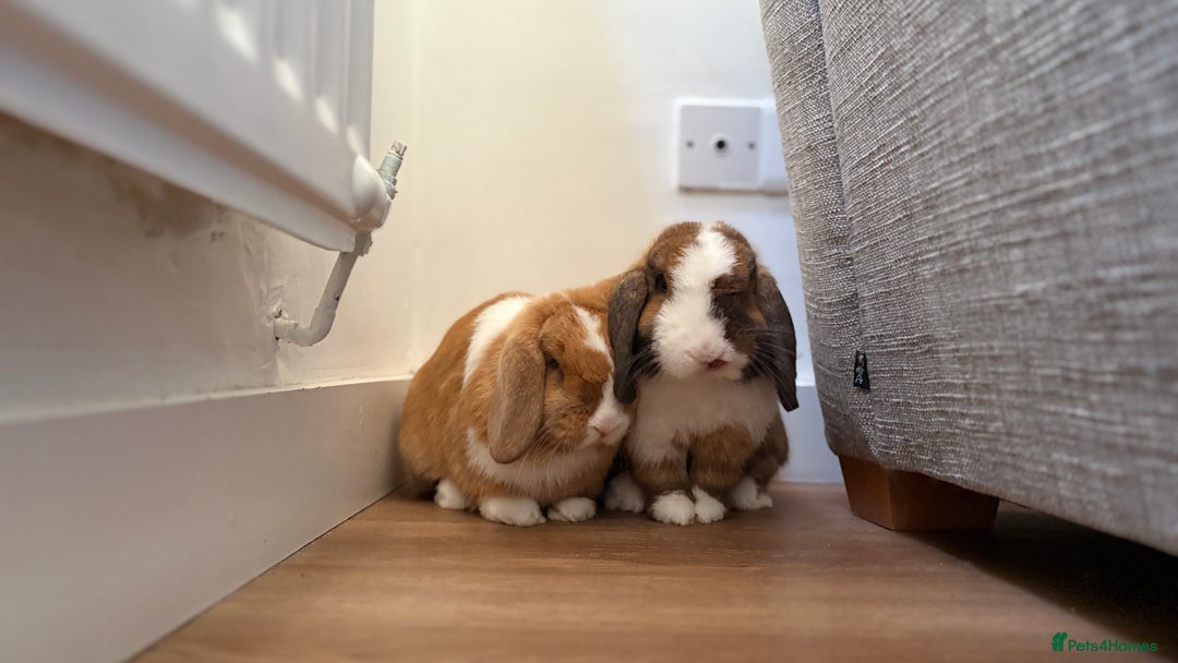 Mini Lop rabbits for sale: Mini lop bunnies  - Image 1