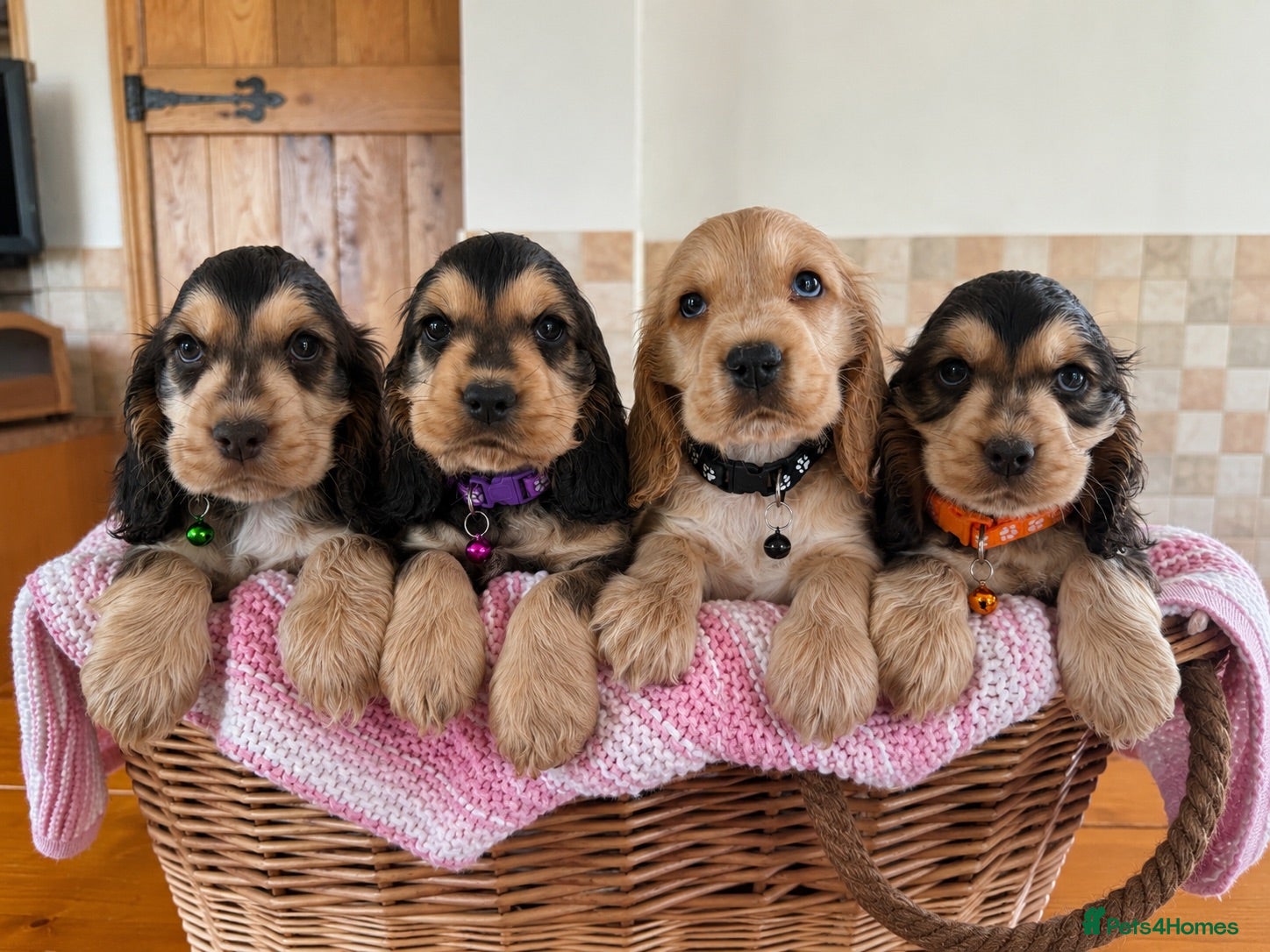 Cocker Spaniel dogs Ready now! Health tested show cocker spaniels - Advert 18