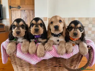 Cocker Spaniel dogs Ready now! Health tested show cocker spaniels - Advert 18