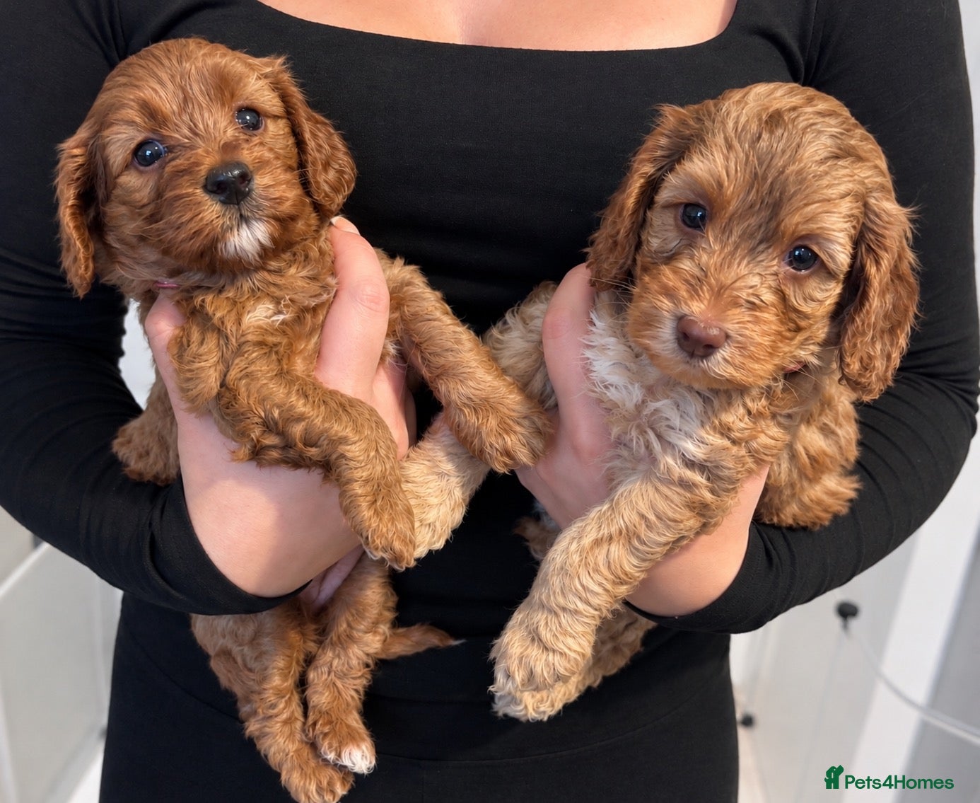 Cockapoo dogs FINAL 2! Toy F2 Cockapoo Pup-fully health tested - Advert 1