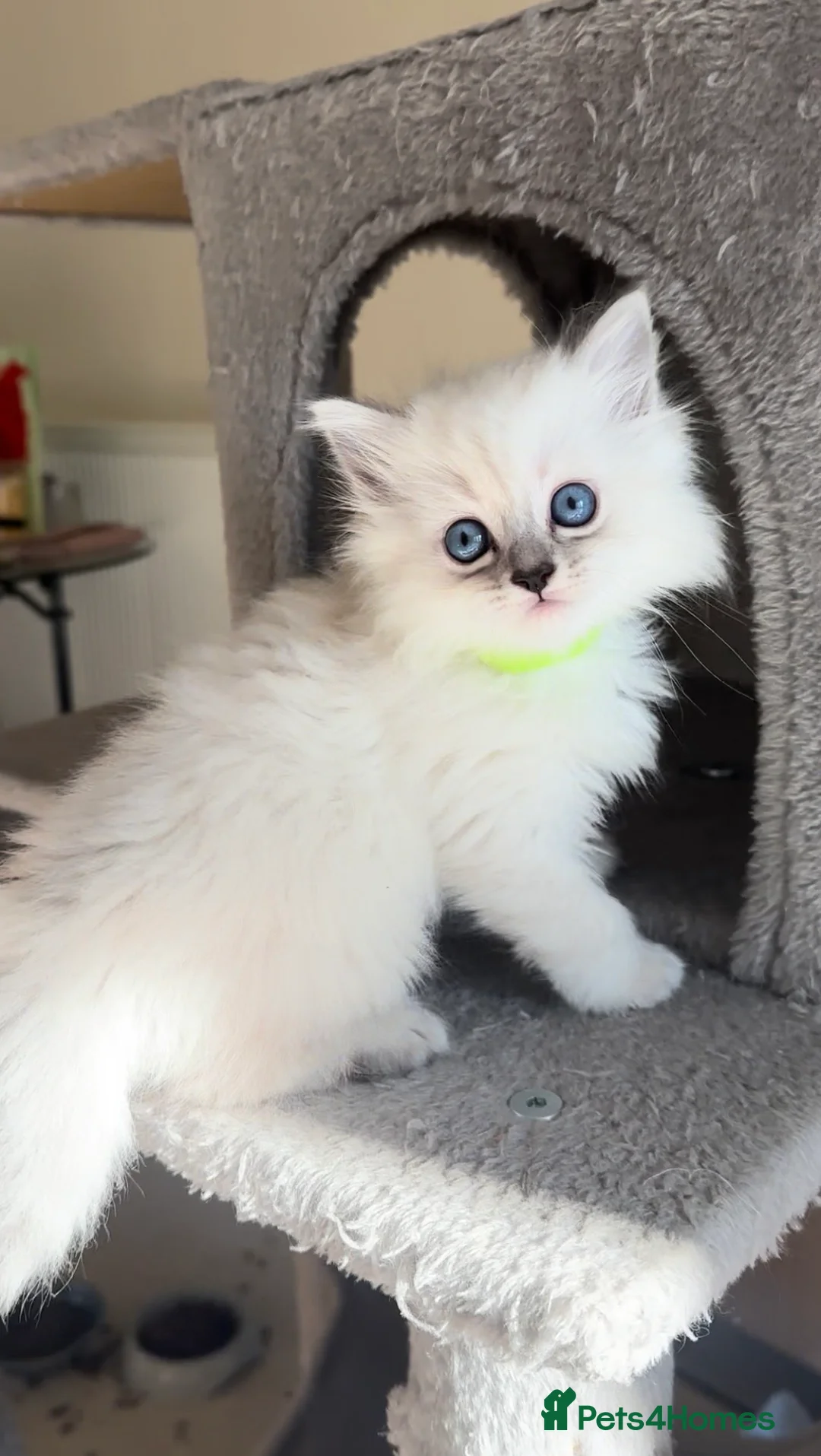 Persian cats for sale: LAST DOLLFACE CHINCHILLA PERSIAN GIRL - Advert 21