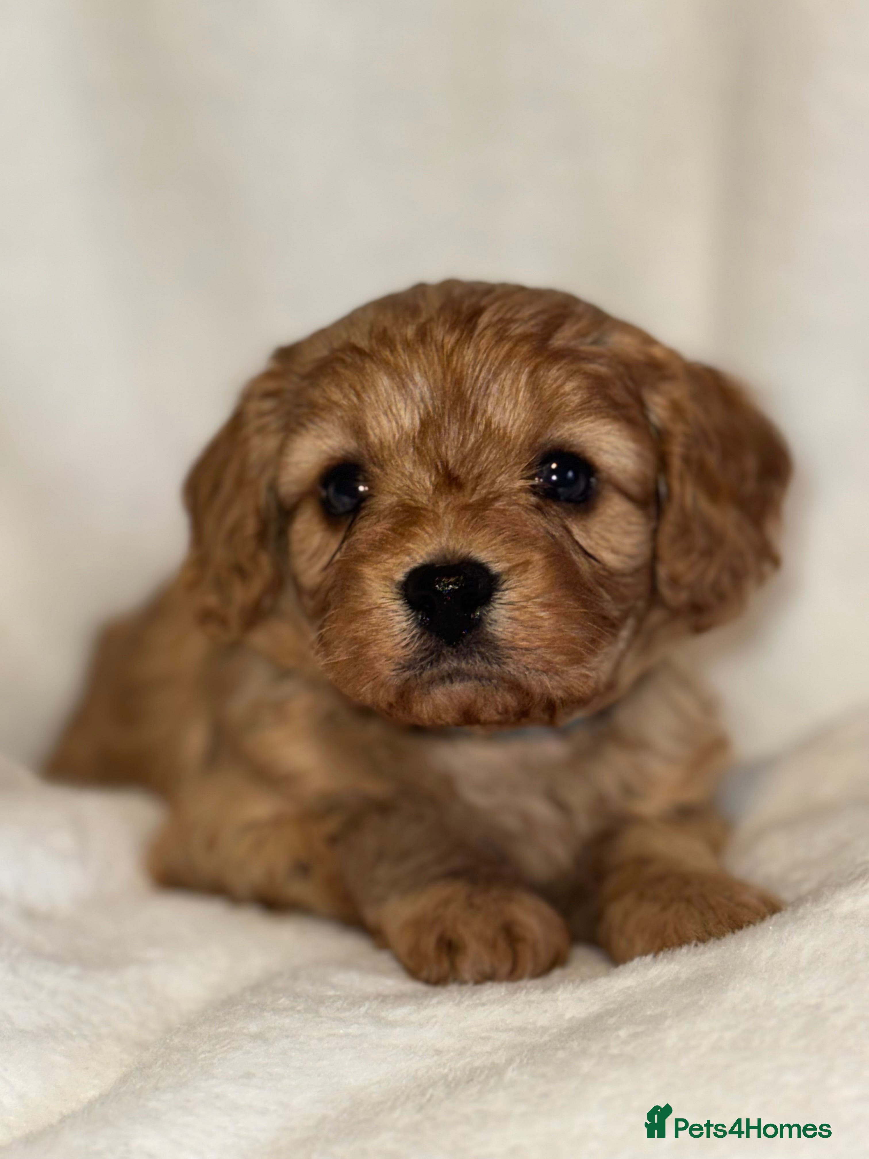 Cavapoo dogs 4 Gorgeous f1 Cavapoo’s. Parents health tested - Advert 8