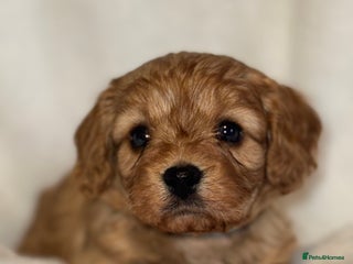 Cavapoo dogs 4 Gorgeous f1 Cavapoo’s. Parents health tested - Advert 1