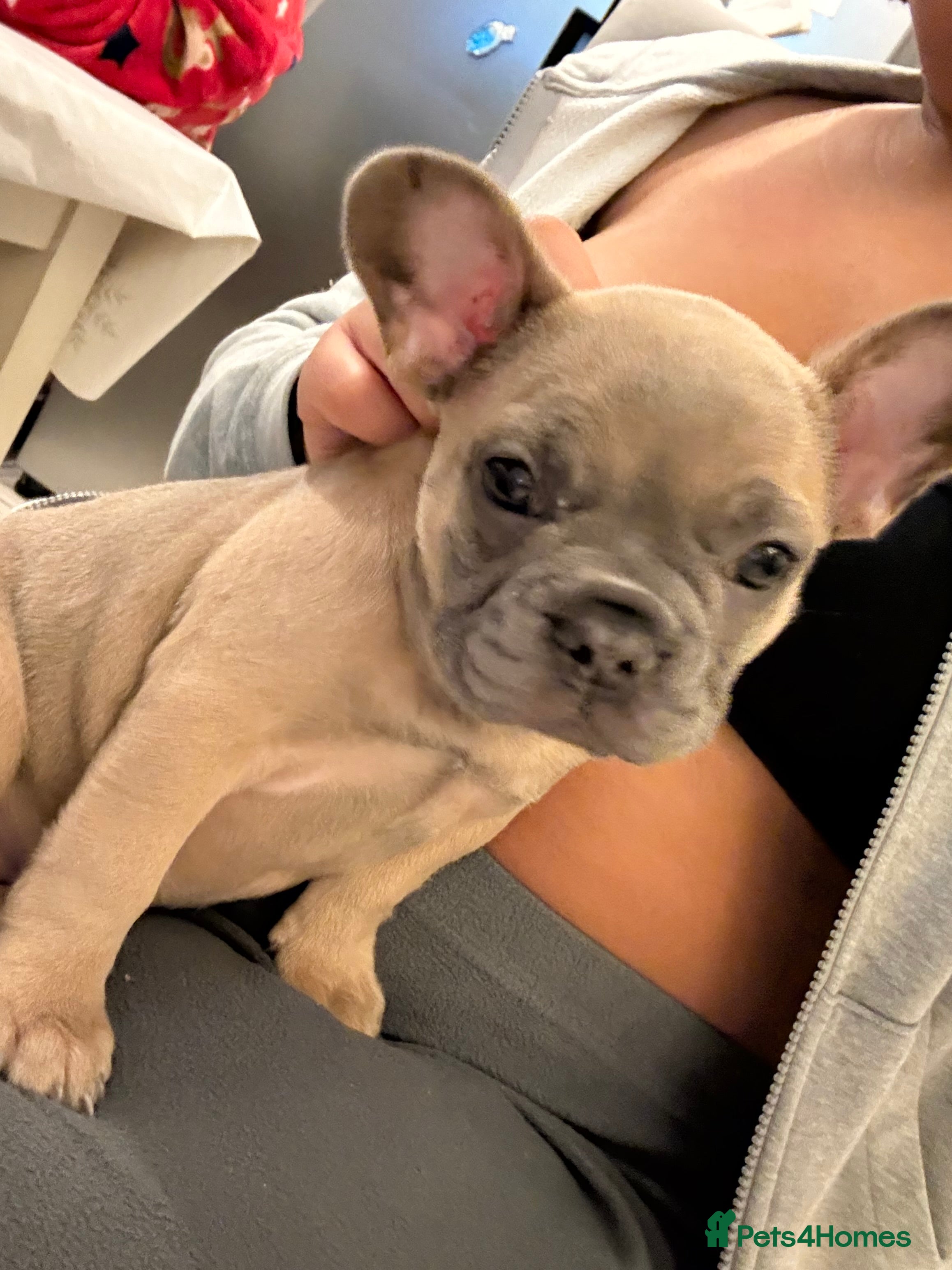 French Bulldog dogs Female french bulldog  - Advert 5