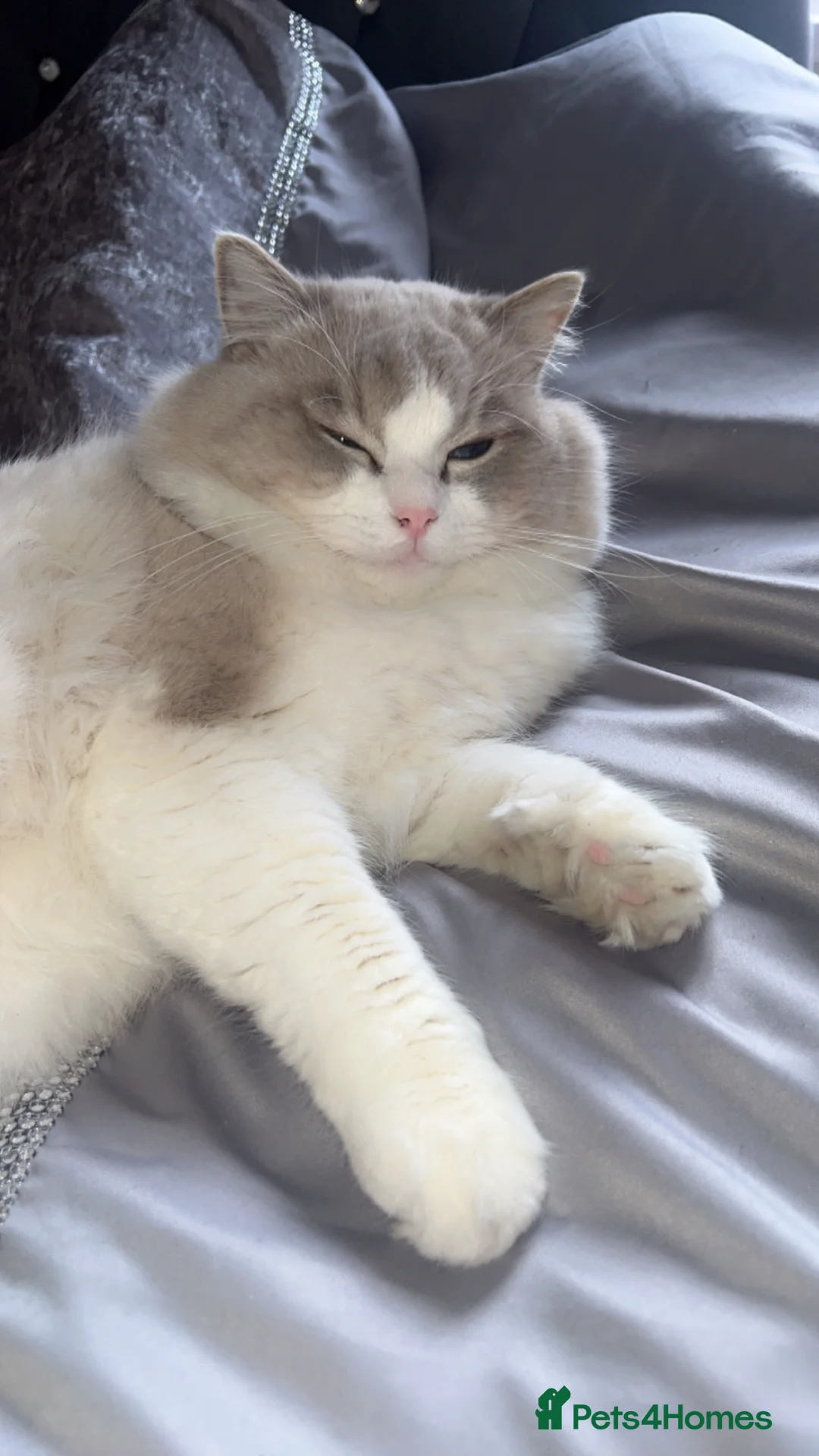 Ragdoll cats for sale: randy - Advert 2