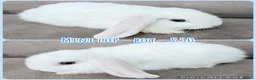 Mini Lop rabbits for sale: Mini Lop Rabbits - Advert 9