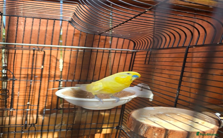 Budgerigars birds - Advert 6