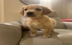 Golden Retriever dogs for sale: Gorgeous golden retriever puppies for sale - Image 17