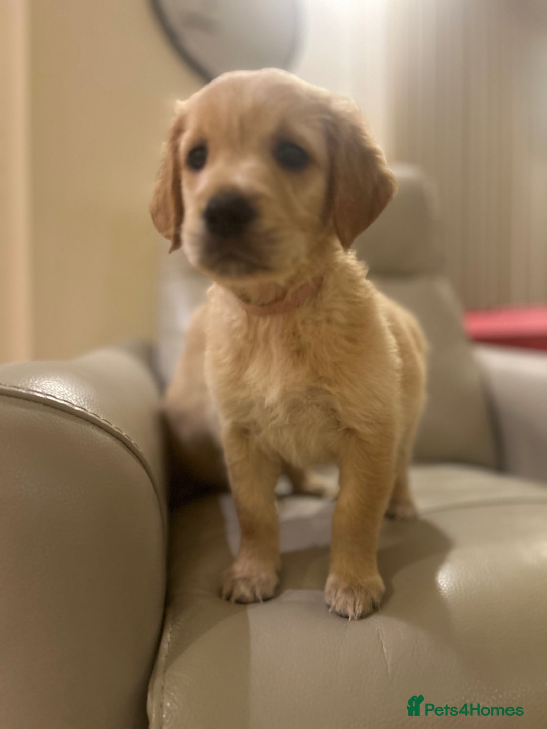 Golden Retriever dogs for sale: Gorgeous golden retriever puppies for sale - Image 17